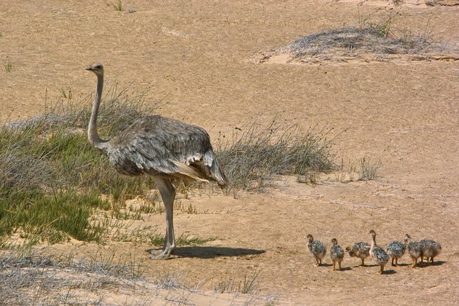 Sandwich Harbour Half-Day 4x4 Tour (5 hours) from Walvis Bay - Sandwich Harbour on a half-day: dunes, sea views, and real coastal drama