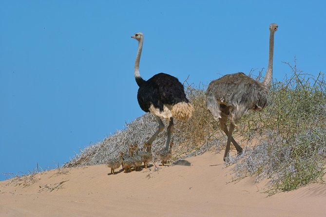 Sandwich Harbour Half-Day 4x4 Tour (5 hours) from Walvis Bay - The lunch break in the desert, plus the oysters question