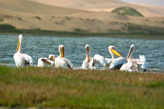Sandwich Harbour Half-Day 4x4 Tour (5 hours) from Walvis Bay - Wildlife spotting and the guide help that makes a difference