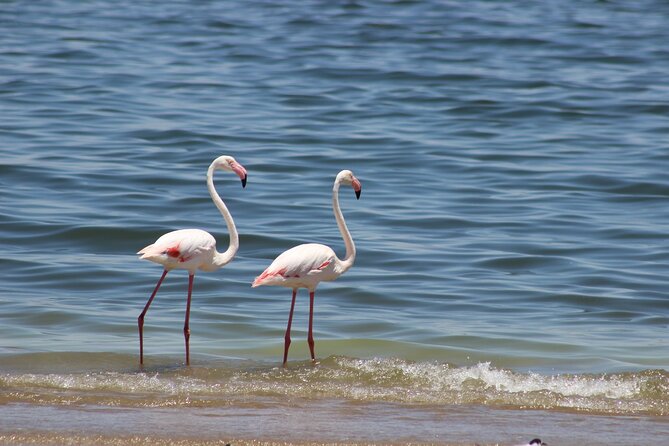 Sandwich Harbour Half Day Scenic Excursion - Quick hits for this Sandwich Harbour half-day