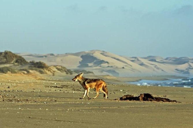 Sandwich Harbour Half Day Scenic Excursion - Kuiseb River delta: dry riverbed driving and the wildlife odds
