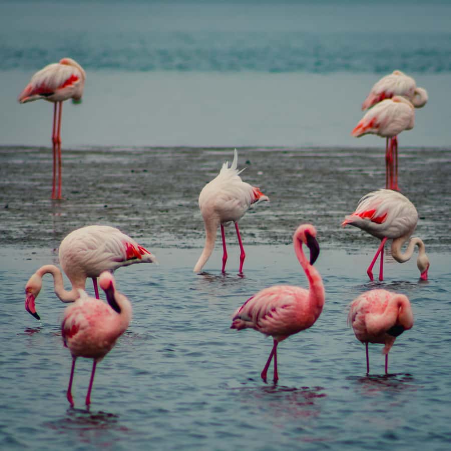 Sandwich Harbour Half Day Tour - Walvis Bay Waterfront timing, meeting point, and how the day flows