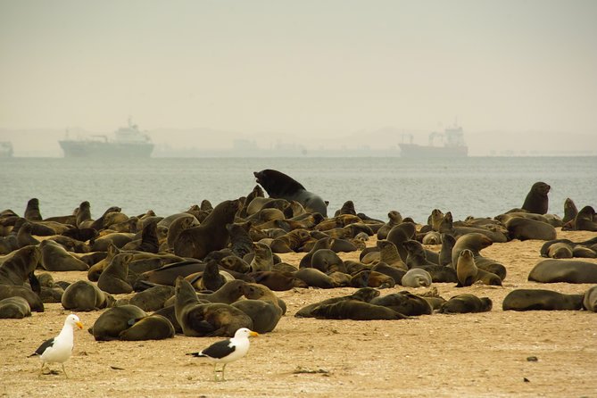 Sandwich Harbour & Pelican Point Full Day Tour - Key points at a glance