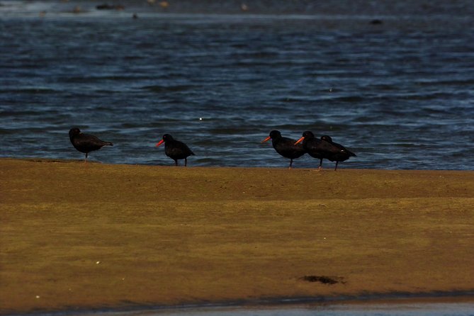 Sandwich Harbour & Pelican Point Full Day Tour - Dorob National Park stop: changing scenery and quick photo pull-offs