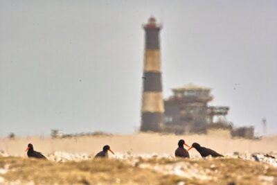 Sandwich Harbour & Pelican Point Full Day Tour