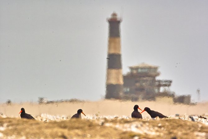 Sandwich Harbour & Pelican Point Full Day Tour - Stop 1: Walvis Bay Waterfront for Greater and Lesser flamingos