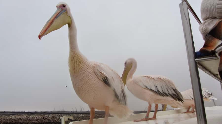 Sandwich harbour r Kayak and dune tour - Wildlife Viewing and Photo Prep Without the Drone Factor