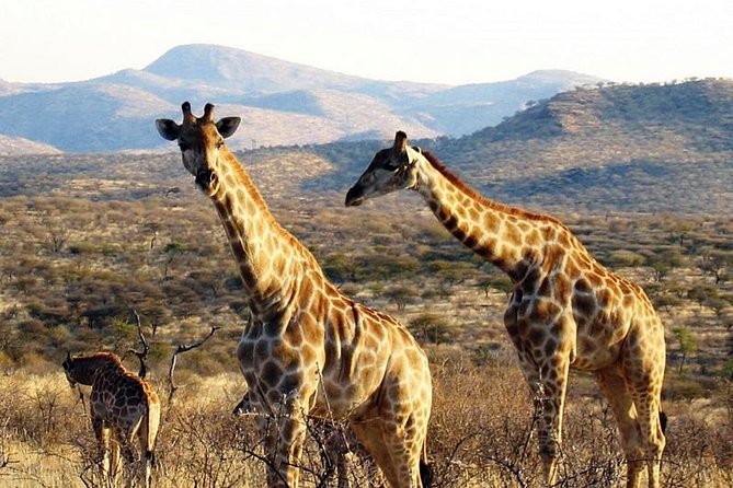 Scenic Game Drive Activity - Pickup, shared transfer, and what “private guide” really means here