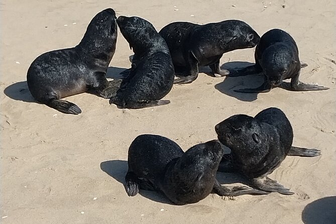Seal Kayaking at Pelican Point from Swakopmund - Pelican Point Seals, From Shore to Your Kayak