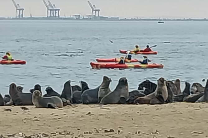 Seal Kayaking at Pelican Point from Swakopmund - Pickup From Swakopmund to Walvis Bay: Start Without the Stress
