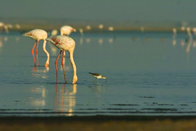 Shore Excursion - Flamingos ,Dune7,Welwitschia, Moonlandscape,Oasis,Swakopmund. - Stop 4: Dune 7, Highest Dune in the Area, Extra Entry Ticket