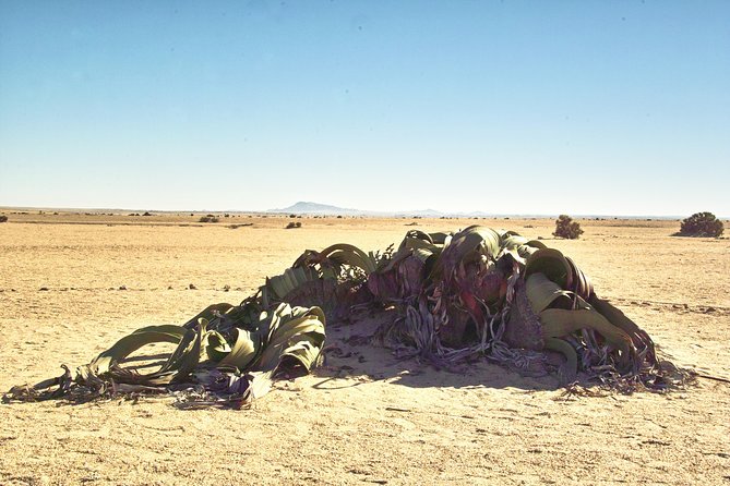 Shore Excursion - Flamingos ,Dune7,Welwitschia, Moonlandscape,Oasis,Swakopmund. - Stop 5: Swakopmund Free Time for Town Walks