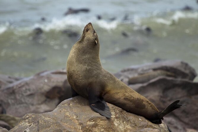Skeleton Coast Cape Cross Seal colony Tour - Why this tour works when you have limited time