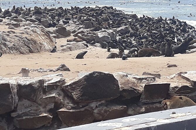Skeleton Coast Cape Cross Seal colony Tour - Key tour takeaways before you go