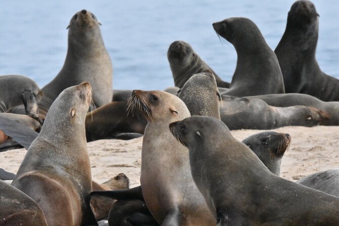 Skeleton Coast Cape Cross Seal colony Tour - Cape Cross Seal Colony: where the noise and smell are part of the experience