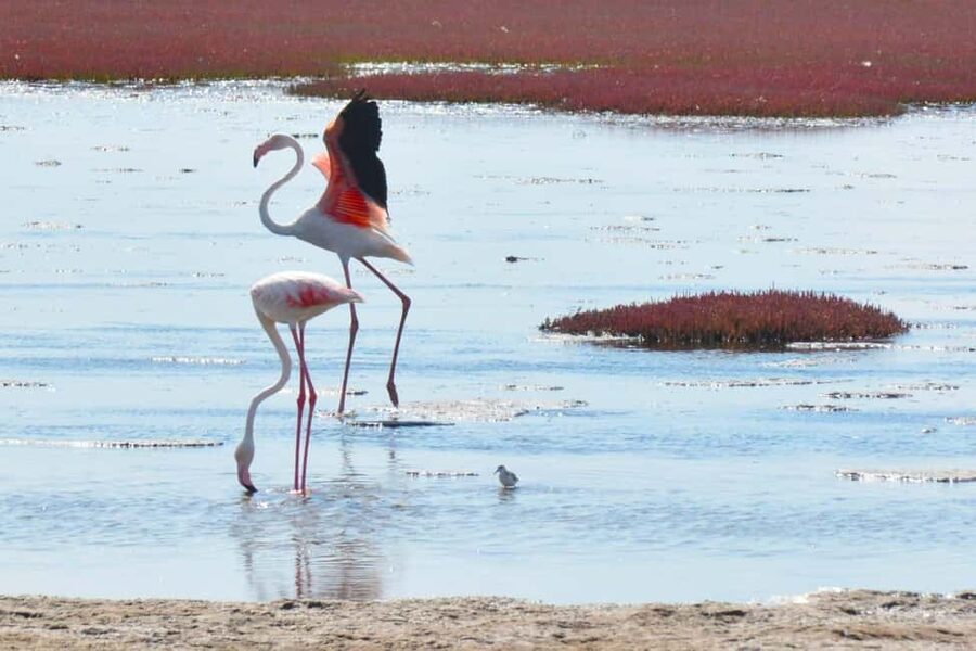 swakopmund city tour dune 7 pink lake pink flamingos - Museum Time and the National Crystal Gallery, Both Included for a Reason