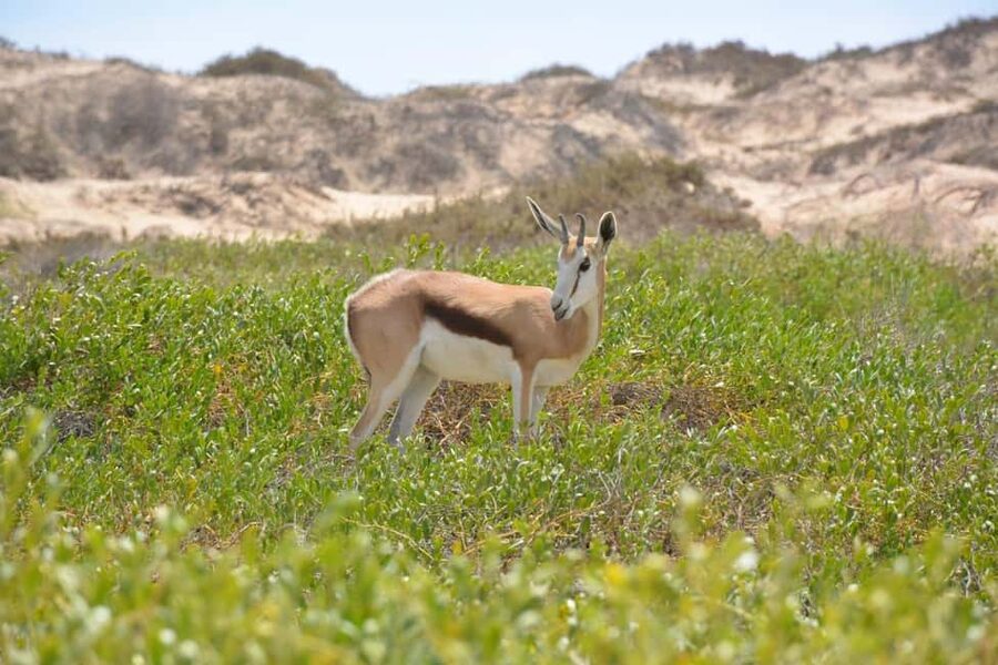 swakopmund city tour dune 7 pink lake pink flamingos - FAQ