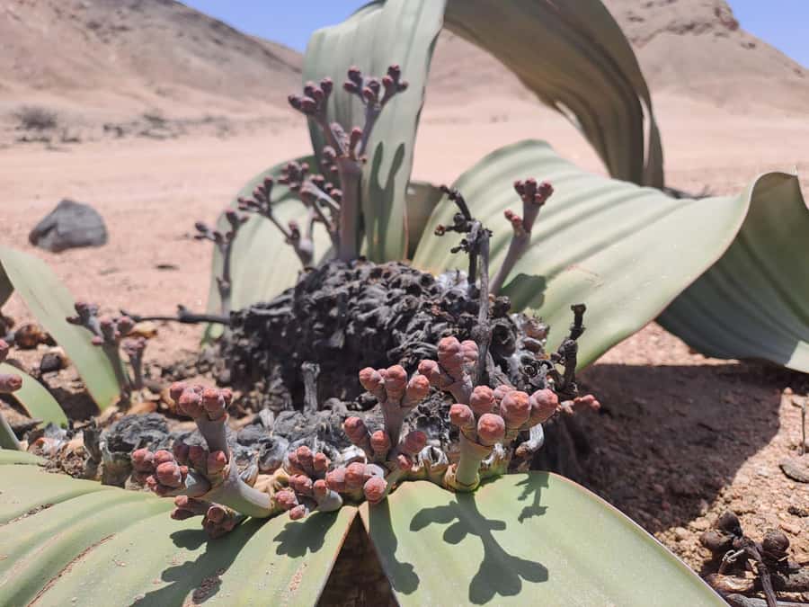 Swakopmund: Moon Valley and Namib Desert Welwitschia Tour - Key highlights worth your attention