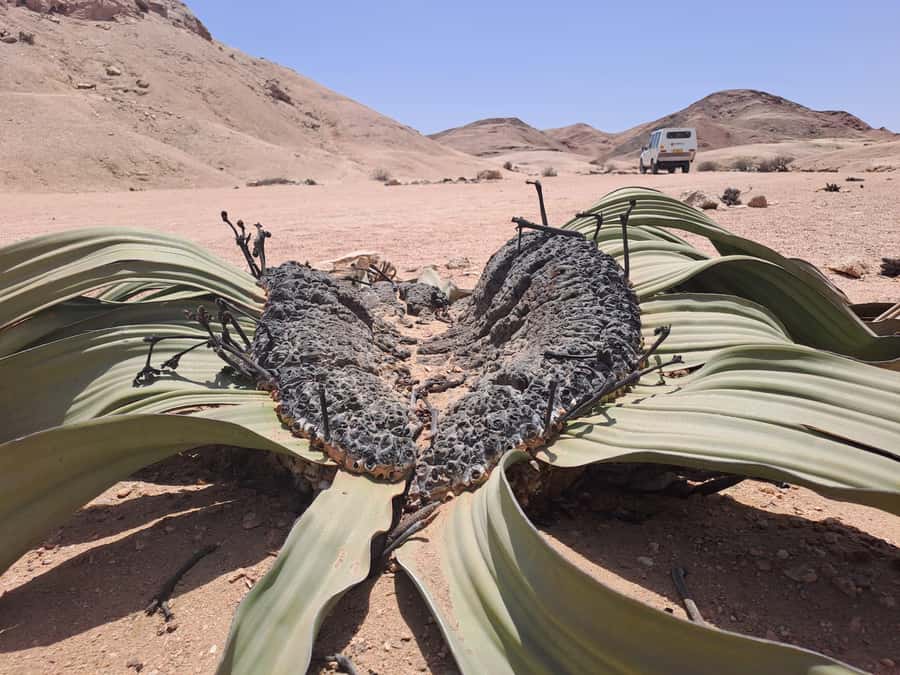 Swakopmund: Moon Valley and Namib Desert Welwitschia Tour - Desert flora with real-life uses: medicine, food, and Indigenous knowledge