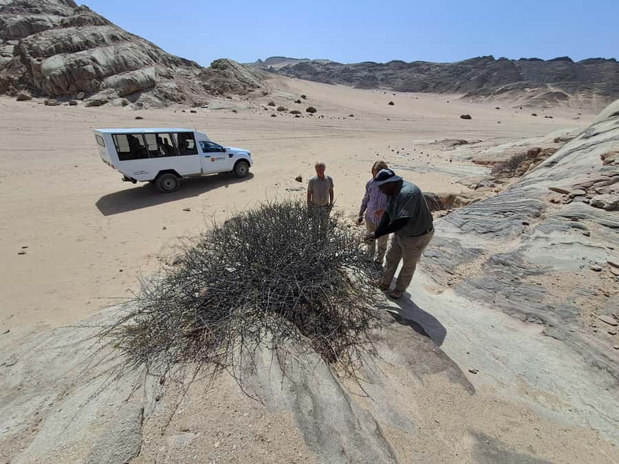 Swakopmund: Moon Valley and Namib Desert Welwitschia Tour - Should you book Charly’s Moon Valley and Namib Desert tour?
