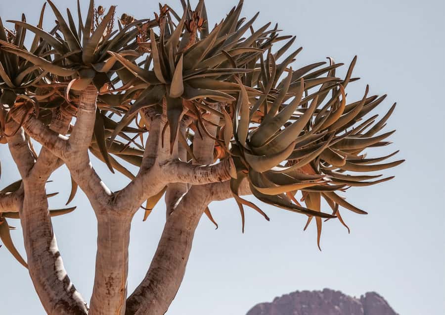 Swakopmund/Walvis Bay: Spitzkoppe Mountains - Price and Value: Is $210 Worth It?