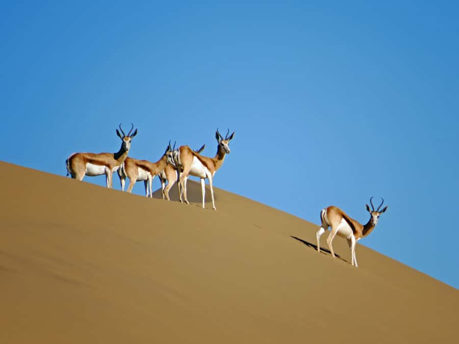 Walvis Bay: 4x4 Desert Excursion to Sandwich Harbour Bay - Kuiseb Delta stop: a dry riverbed that can still deliver wildlife