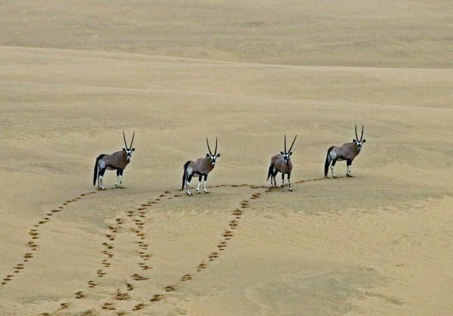 Walvis Bay: 4x4 Desert Excursion to Sandwich Harbour Bay - Sandwich Harbour Lagoon by beach, or by lookout plus a walk