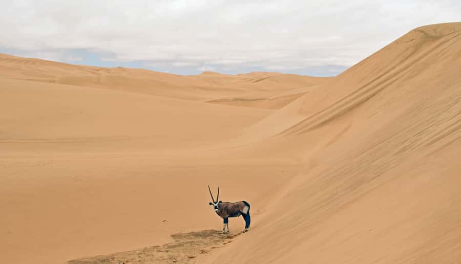 Walvis Bay: 4x4 Desert Excursion to Sandwich Harbour Bay - 4x4 dune driving: fun, safety, and motion sickness tips