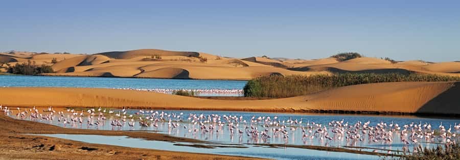 Walvis Bay and Sandwich Harbour Tour - Picnic lunch on the coast: food, drinks, and wind reality