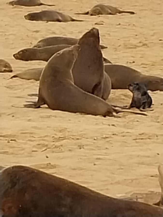 Walvis Bay: Kayaking and Sandwich Harbour Full-Day Tour - The main event: guided kayaking alongside Cape fur seals