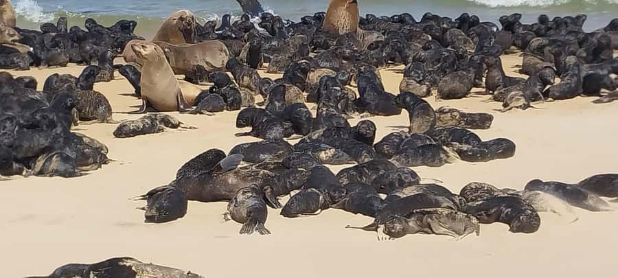 Walvis Bay: Kayaking and Sandwich Harbour Full-Day Tour - Timing, comfort, and what to pack for this 8-hour adventure