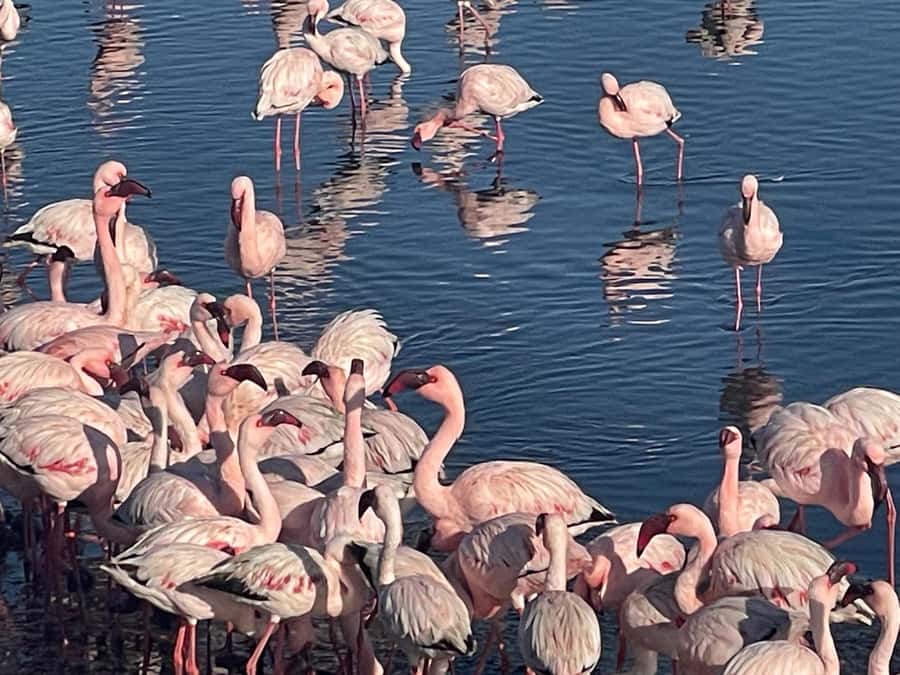 Walvis Bay: Kayaking and Sandwich Harbour Full-Day Tour - Final verdict: should you book this kayaking and Sandwich Harbour day?