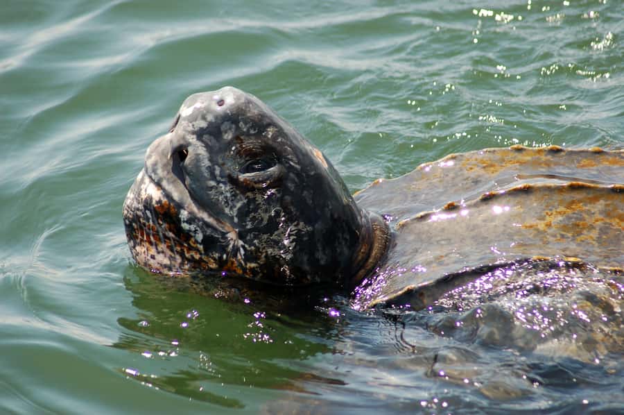 Walvis Bay: Marine Big 5 Luxury Catamaran Tour - Key highlights worth knowing