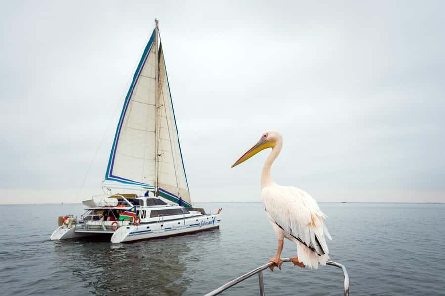 Walvis Bay: Marine Big 5 Luxury Catamaran Tour - Sailing out of Walvis Bay, aiming for Pelican Point and open sea