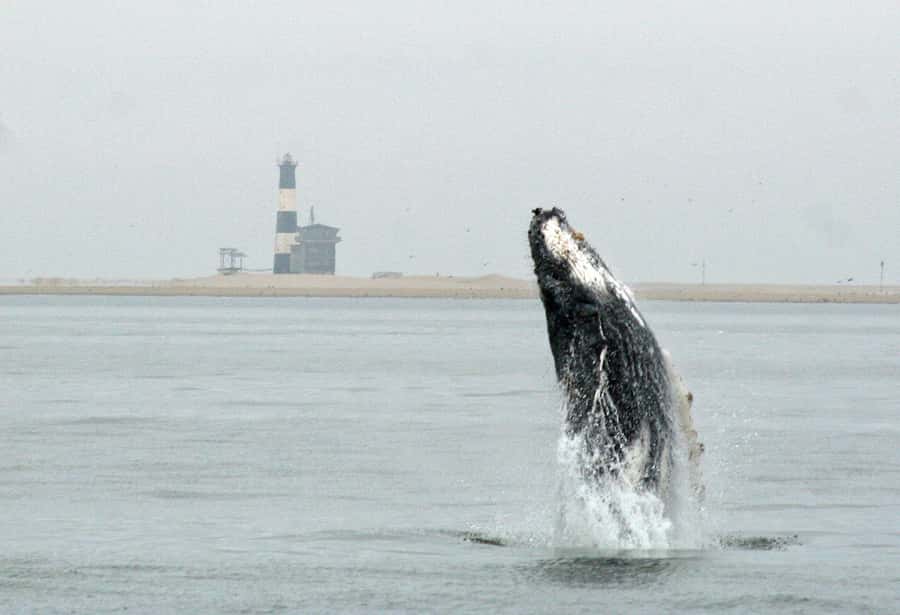 Walvis Bay: Marine Big 5 Luxury Catamaran Tour - Pelican Point lighthouse and the Cape fur seal factory nearby