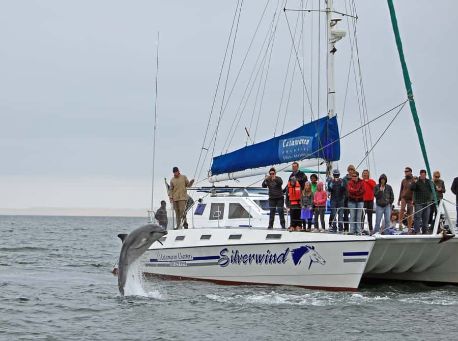 Walvis Bay: Marine Big 5 Luxury Catamaran Tour - Dolphins in Walvis Bay: three species, different vibes