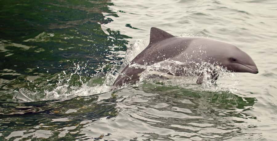 Walvis Bay: Marine Big 5 Luxury Catamaran Tour - Mola mola and leatherback turtles, what to look for and why it matters