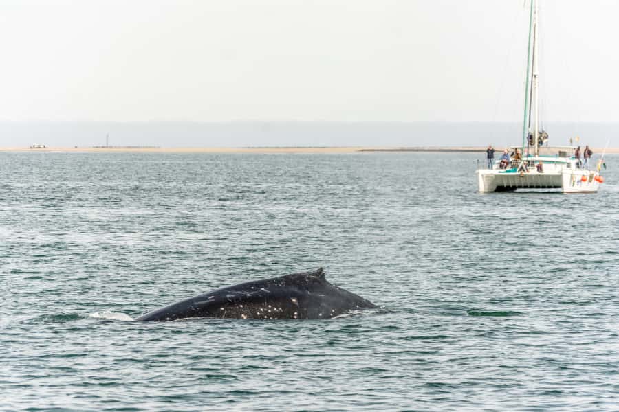 Walvis Bay: Marine Big 5 Luxury Catamaran Tour - Getting the most from your catamaran day: what to wear and what to bring