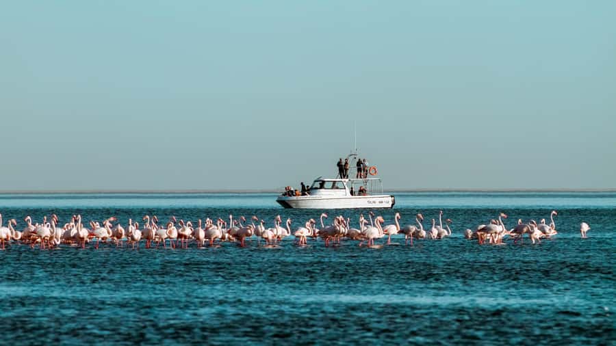Walvis Bay: Namibian Coast Dolphin Cruise with Light Lunch - Key points I’d plan around