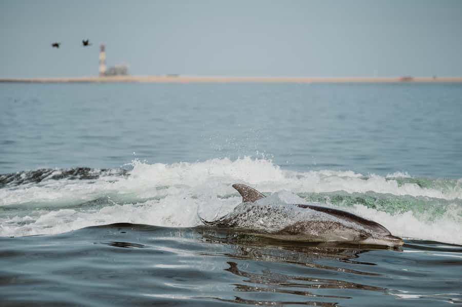 Walvis Bay: Namibian Coast Dolphin Cruise with Light Lunch - Walvis Bay at sea: why this 3-hour cruise works