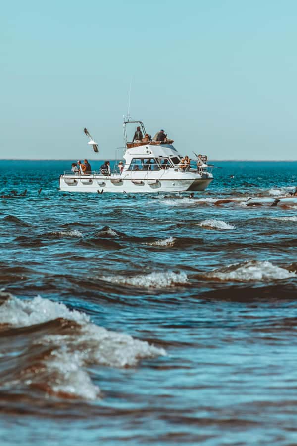 Walvis Bay: Namibian Coast Dolphin Cruise with Light Lunch - Namibian coffee, seals, and pelicans: the first wildlife phase