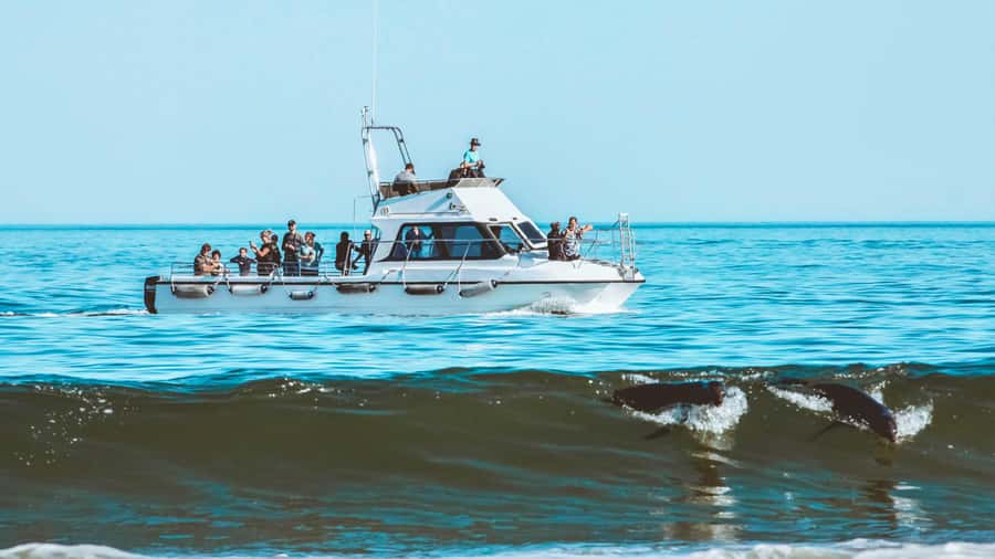 Walvis Bay: Namibian Coast Dolphin Cruise with Light Lunch - Light lunch on the coast: oysters, sparkling wine, and beach comfort