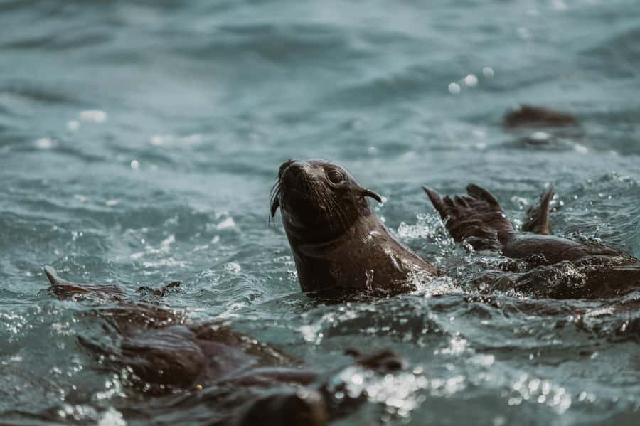 Walvis Bay: Namibian Coast Dolphin Cruise with Light Lunch - Service on board: what the crew does well