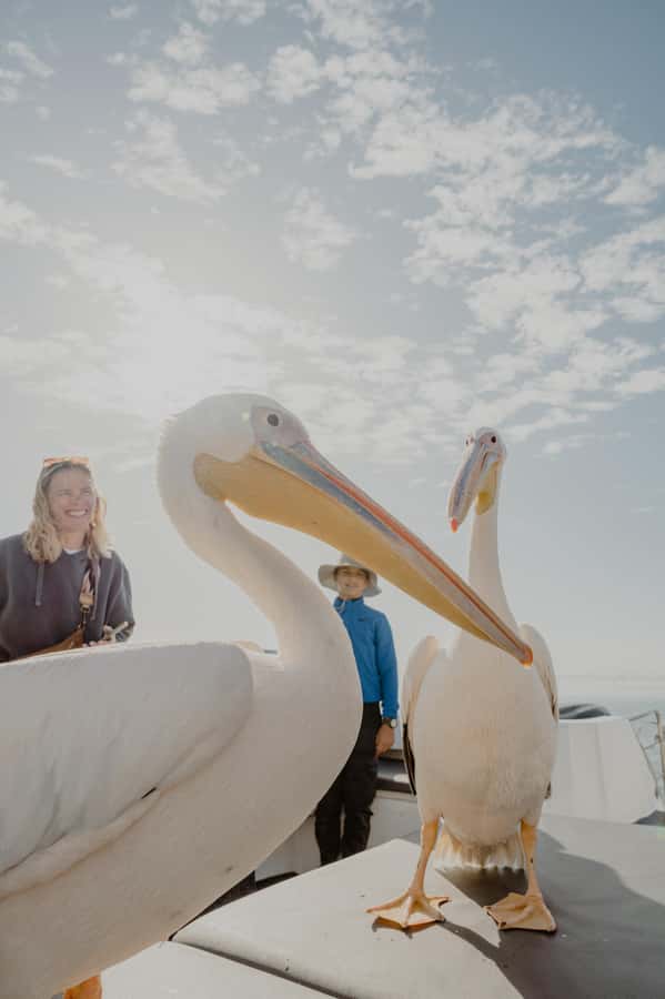 Walvis Bay: Namibian Coast Dolphin Cruise with Light Lunch - Price and value: is $155 per person worth it?