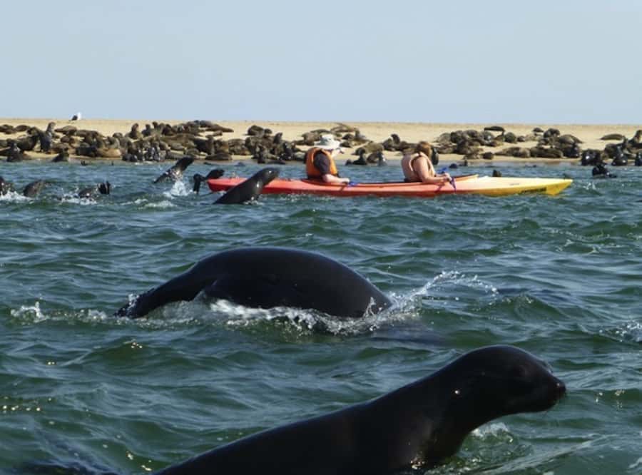 Walvis Bay: Pelican Point Kayaking Tour - Who This Tour Suits Best (and Who Might Want Another Option)