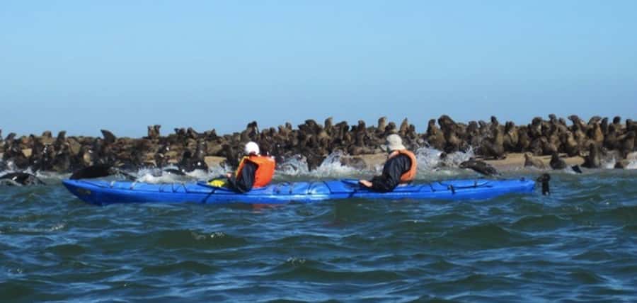Walvis Bay: Pelican Point Kayaking Tour - Pelican Point Seals, Dolphins, and the Realities of Wildlife Proximity