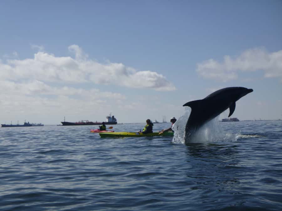 Walvis Bay: Pelican Point Kayaking Tour - What’s Included, What’s Provided, and What You Should Bring