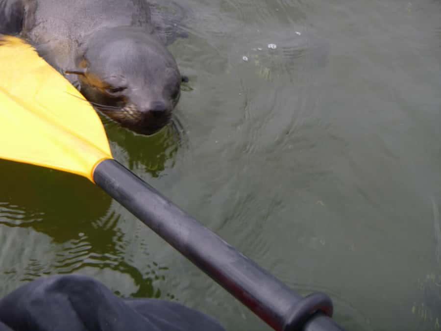 Walvis Bay: Pelican Point Kayaking Tour - Guide Style: Why Names Like SJ, Denzel, and Schalk Matter