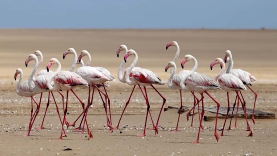 Walvis Bay: Pelican Point Kayaking Tour - Price and Value: Is $76 Worth It?
