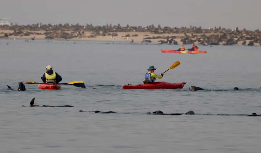 Walvis Bay: Pelican Point Kayaking Tour - Comfort Tips That Make a Difference on the Water